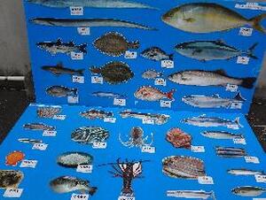 魚釣りゲームの仲間たち