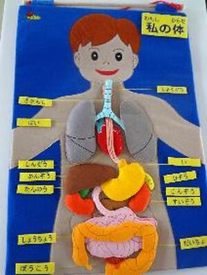 布製からだのしくみ2