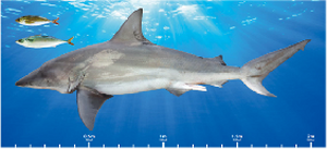県産魚原寸大掲示物（マグネット付き）　サメ