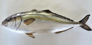 フードモデル（かんぱち）