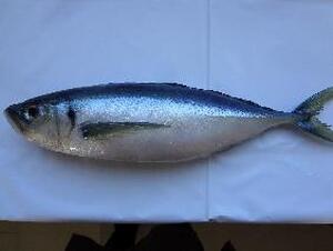 フードモデル（アジ）